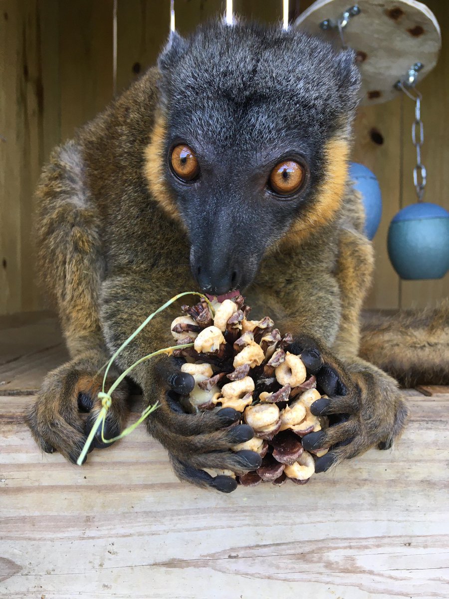 NaplesZoo's tweet photo. Happy birthday to collared lemurs Flo and Goose! Goose (black face) turned 4 on March 30, and Flo turned 6 today! We may be closed, but our keepers are still dedicated to their animals! #napleszoo #ClosedButStillCaring #keepercloseup https://t.co/GKwzto6mNI