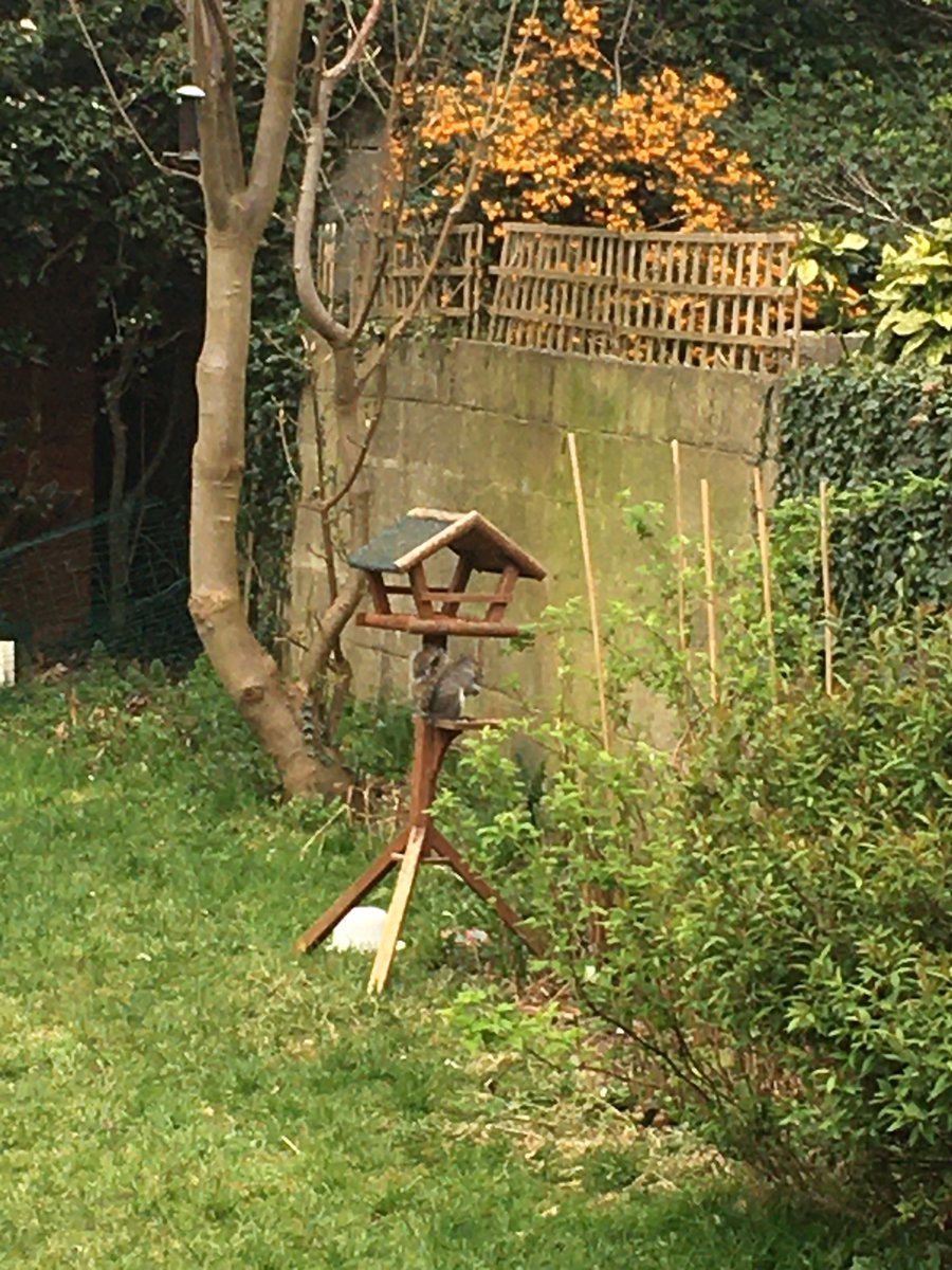 Day 17/18? Losing track! entertained by this squirrel which you might just about make out stealing bird food!  #KeepingKidsEntertained  #Covid19ireland