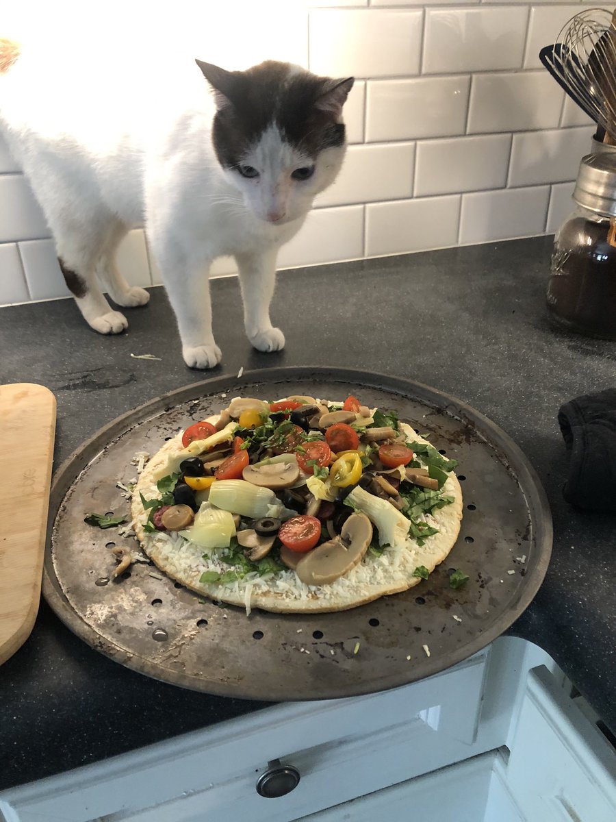 CosmicJane1's tweet image. Timmie has gone culinary and his new career is pizza supurrrrrrvisor 😻🐾😂🍕#catsoftwitter #lolcats #catchefs #pizza