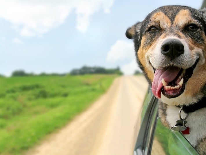 NJ Animal Shelter Launches Drive-Thru Pet Food Bank dlvr.it/RT06cp