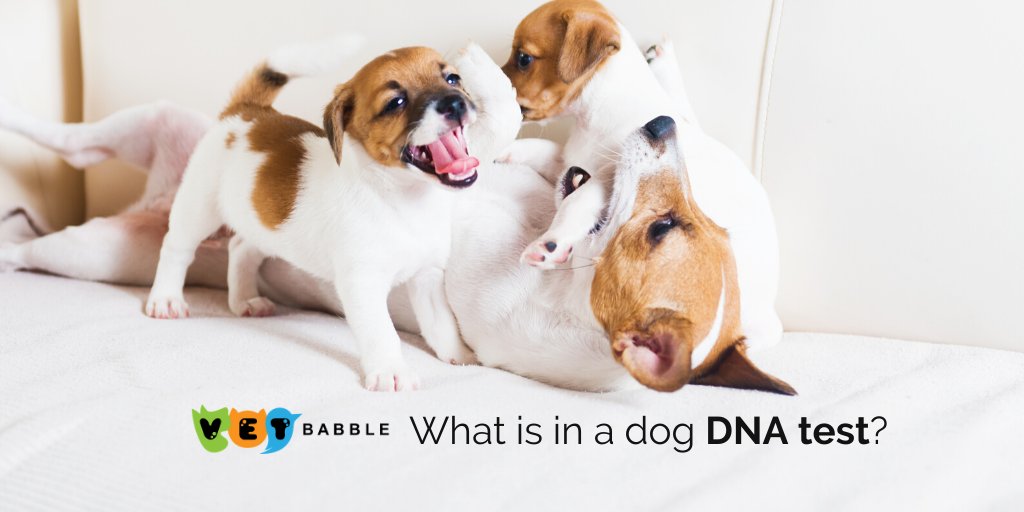 VetBabble's tweet photo. There are lots of different types of DNA tests that you could get for your dog. 

🐶Individual Identity
🐶Pup-ternity Testing 
🐶Breed Testing 
🐶Health Testing
🐶Genome Research 

Get a clear idea of the type of DNA test you want before asking your vet👉: https://t.co/waLiyrQ5Os https://t.co/vHKtkqViLI