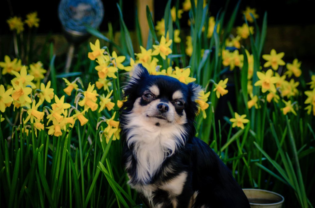 jdclegg74's tweet photo. @ruthwignall How about a shot of our Chihuahua, Pedro for your weather 🤷‍♂️ Taken in our garden in Merthyr. https://t.co/ePTcsVKJ67