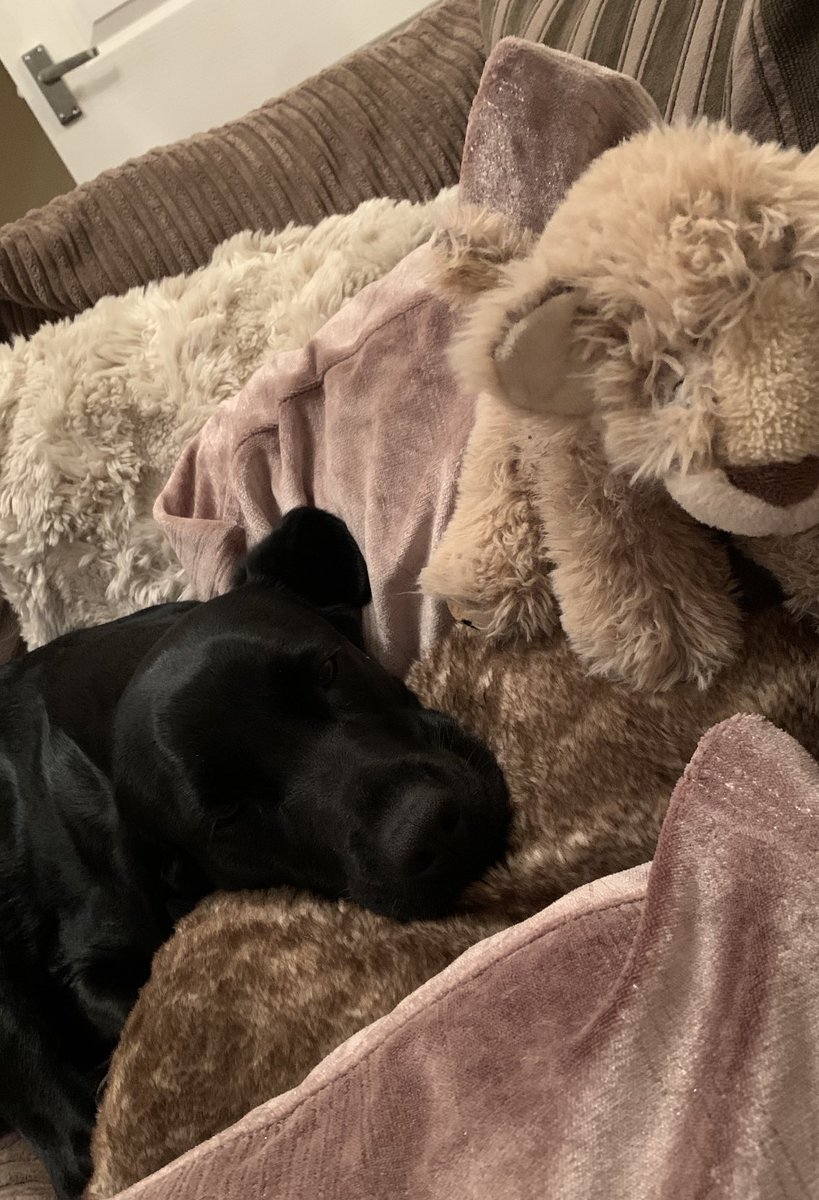 EmilyMayWillia1's tweet image. Sooo.....this one is sulking and whining on the sofa! 

Cutting a long story short I get a fire call 📟 🚒🚨 @SNyfrs @NorthYorksFire gone 20mins &amp;amp; she gets into her food box, belly double sized and sleep mode activated! 🐕 or 🐷 

#dogparentproblems