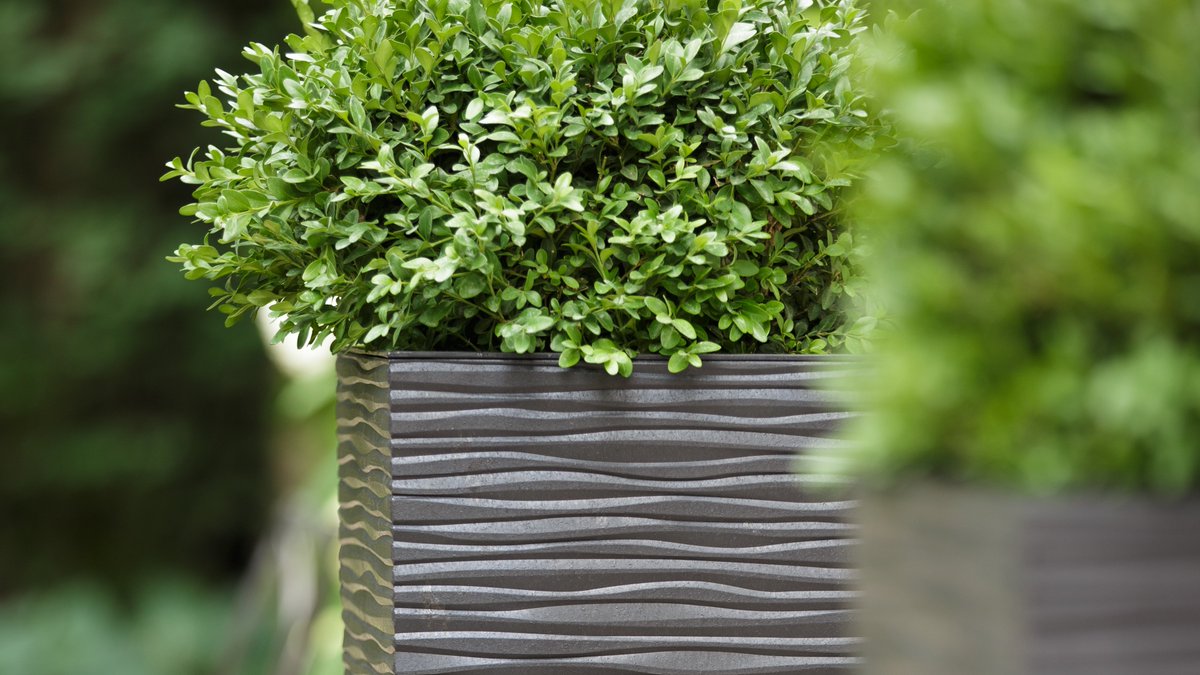 TierraVerdePots's tweet image. As warm weather is upon us, #springplanter planning is on our minds!  Soft, calm lines of Serenity planter paired with simple #boxwood shrub create minimalist zen for your backyard oasis.
#recycledrubber #gardendesign #tierraverde #planters #gatheroutdoors