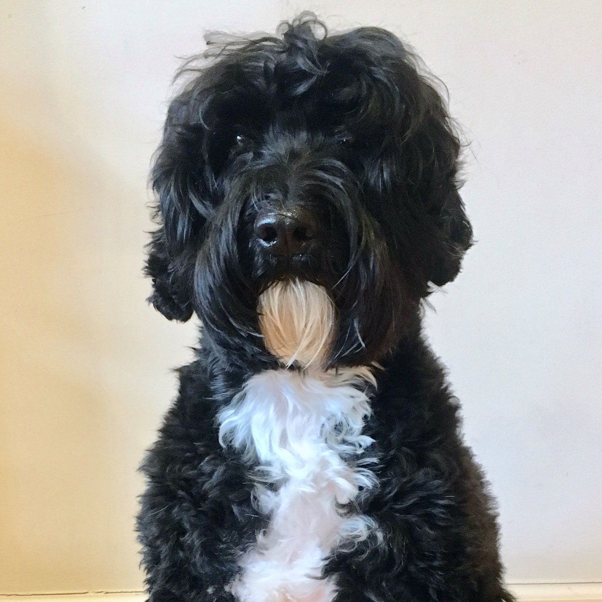 CTCorps's tweet photo. We are over the moon for Luna!!  #HBD Luna!🐾Luna helps patients at @AbilityLab recover from a multitude of injuries and regain strength, mobility, and independence. Great job, Luna! Have a wonderful day! Make a gift today to support Luna's work: https://t.co/6oicAm6bRX

#ctcorps https://t.co/1aaOJKIdZn