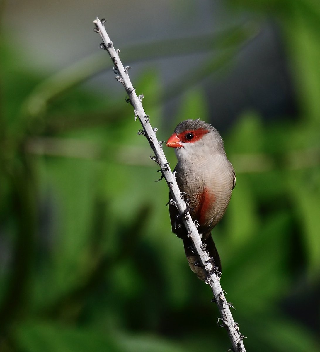 BirdingMy's tweet photo. I have been calibrating my new Prime lens and using the Common Waxbill to do it, fun little guys that gather in large groups to hunt down grass seeds. Introduced bird in Hawaii.  500mm, f/5.6, ISO 200, 1/1200s https://t.co/qs72ciPDTo