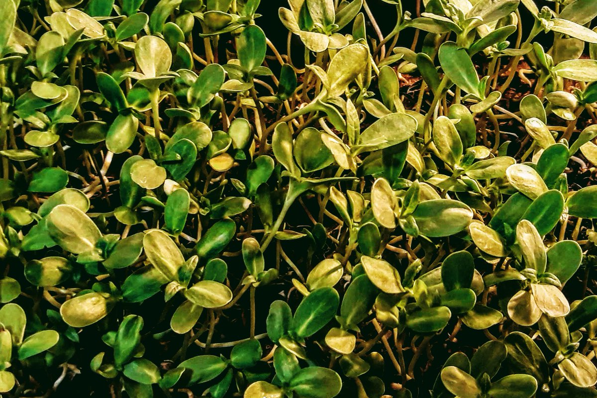 mainmicrogreens's tweet photo. Sunflower Microgreens on this sunny day https://t.co/t5GVmCgZWV