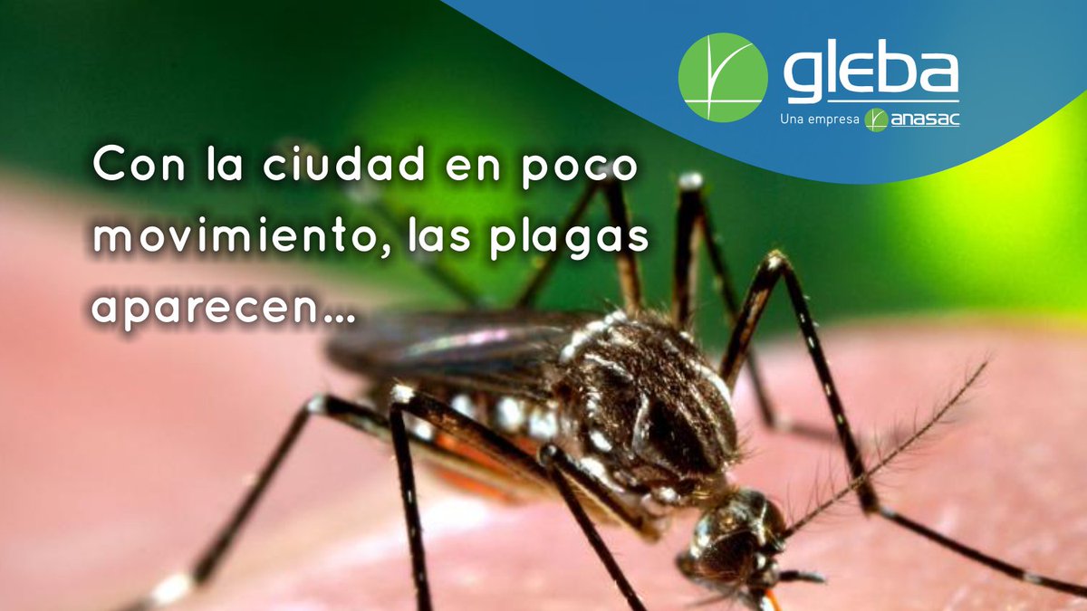 Muchos insectos y roedores son #vectores de enfermedades. Es nuestro deber controlarlas para que no se propaguen❗️

#GlebaAmbiental renueva su #compromiso con la #SanidadAmbiental. Juntos podemos controlar las #PlagasUrbanas.

#UnidosSaldremosAdelante