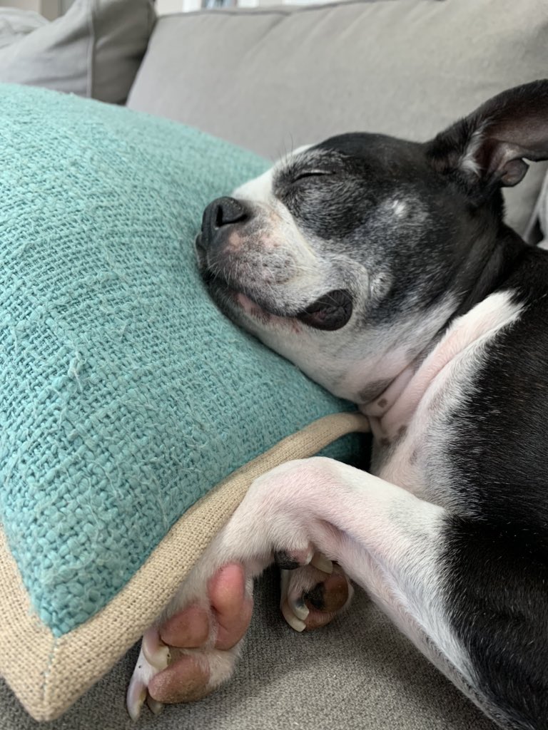 Layla loves #socialdistancing ... NOT #wearewentzville