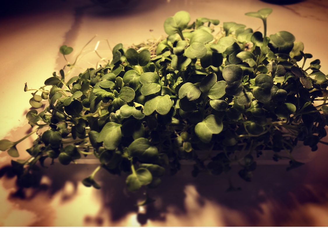 mainmicrogreens's tweet photo. https://t.co/tMwOYyMWle
