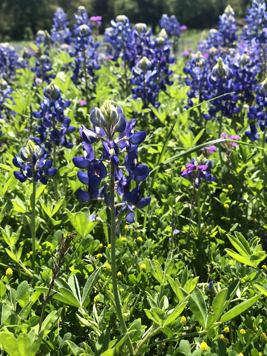 Enjoying the beauty of nature on my walk/ run today. #beDSE