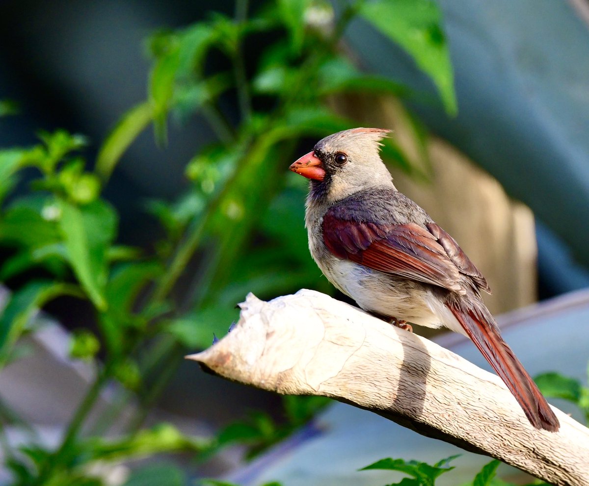BirdingMy's tweet photo. I believe the male Cardinal is the most photographed bird in NA and the female is just as pretty IMO.  Here she is after a nice soak in the puddles after another late day shower all spruced up and ready for another day! https://t.co/ldM0eEo9xS