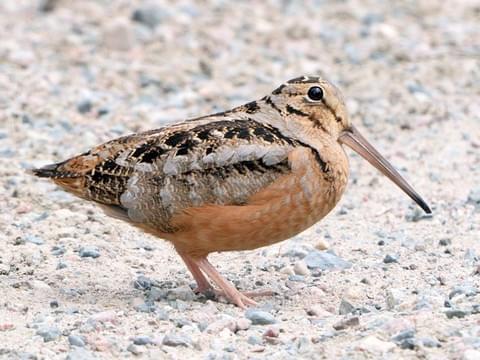 Instead, my inner 12 y/o wins out.I give you the American Woodcock.AKA the Timberdoodle, Bogsucker, Hokumpoke, or Labrador Twister.A bird that even wikipedia describes as "Chunky." A bird shaped like a potato, for your state shaped like an oven mitt. #StayAtHomeSafari