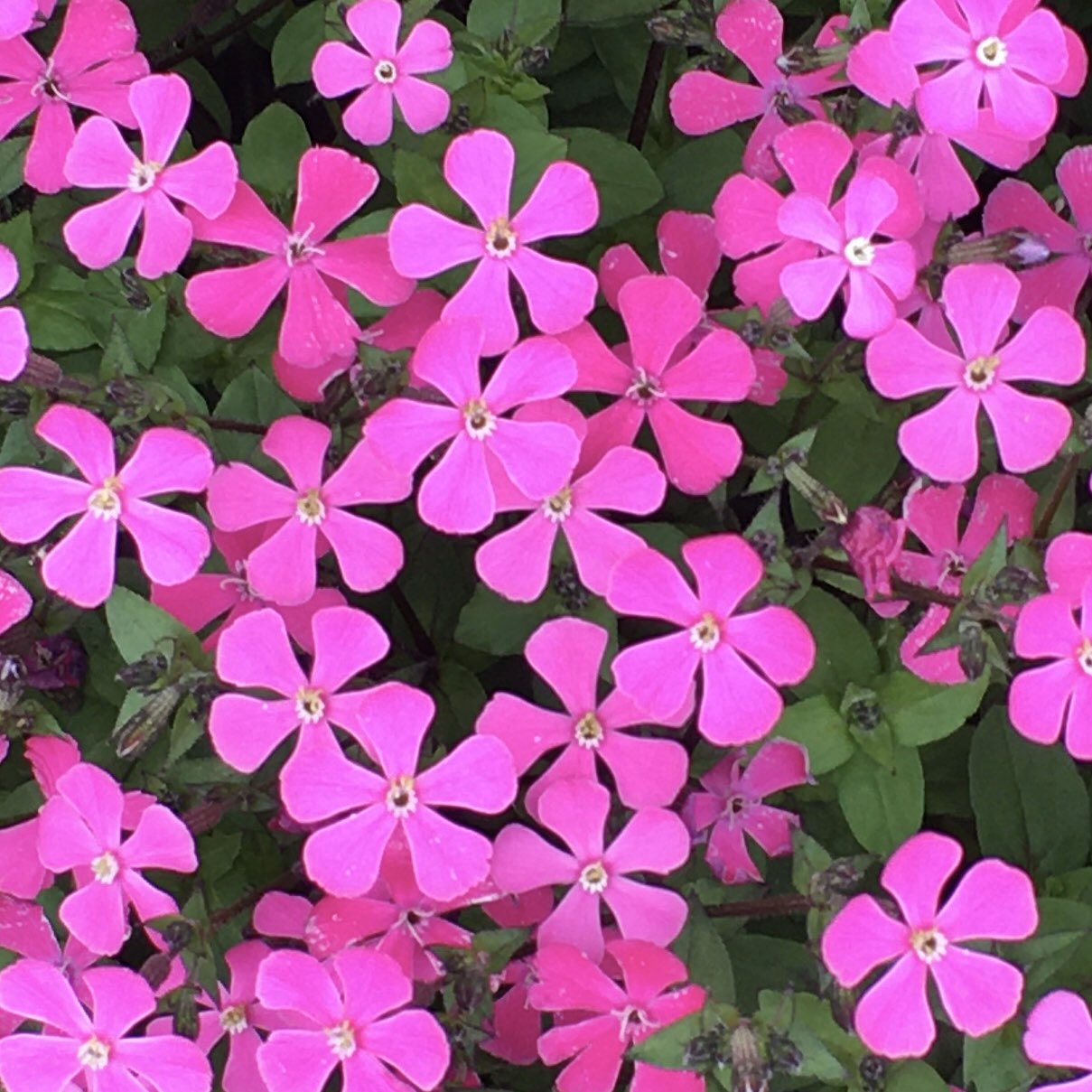 池ポチャ野郎 ピンクの可愛らしい花 つるこ桜 サポナリア シャボン草 花 フラワー ピンクの花 ピンクの可愛らしい花 可愛らしい花 T Co 60vvzisk6n Twitter