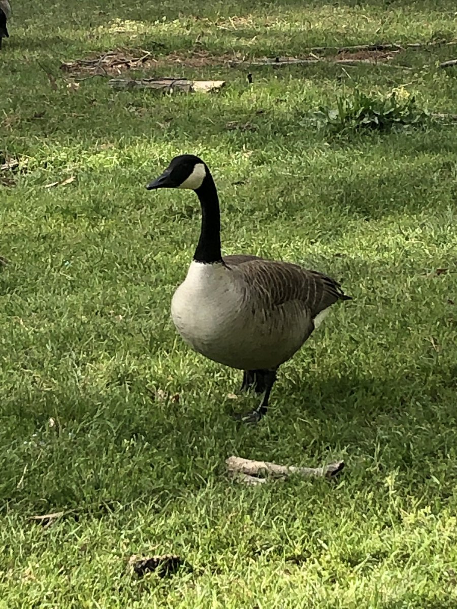 MinooM12's tweet photo. Day 3 of spirit week at DDM. Don’t have any pet but wore my red and saw these pretty birds and bunch of doggies while walking.
Beautiful, crisp weather!#DDMSVirtualSpiritWeek https://t.co/c8bRr6JumV
