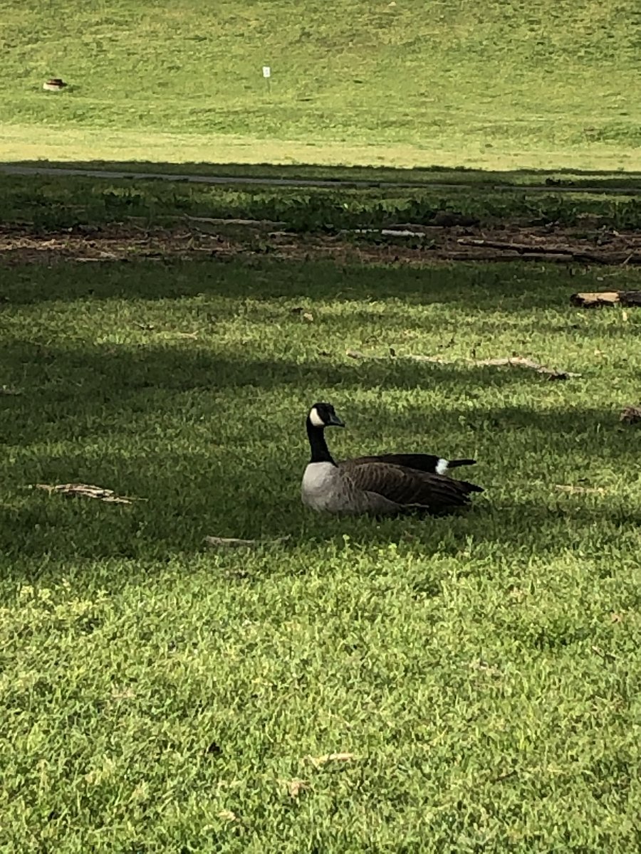 MinooM12's tweet photo. Day 3 of spirit week at DDM. Don’t have any pet but wore my red and saw these pretty birds and bunch of doggies while walking.
Beautiful, crisp weather!#DDMSVirtualSpiritWeek https://t.co/c8bRr6JumV