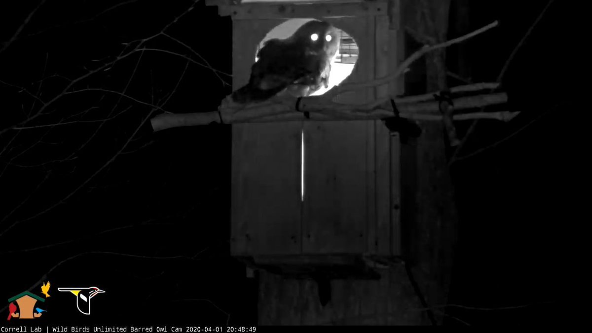 WBU_Owls's tweet photo. 20:48 4/1 Female returning to the nest box https://t.co/AcDq0OKKWp