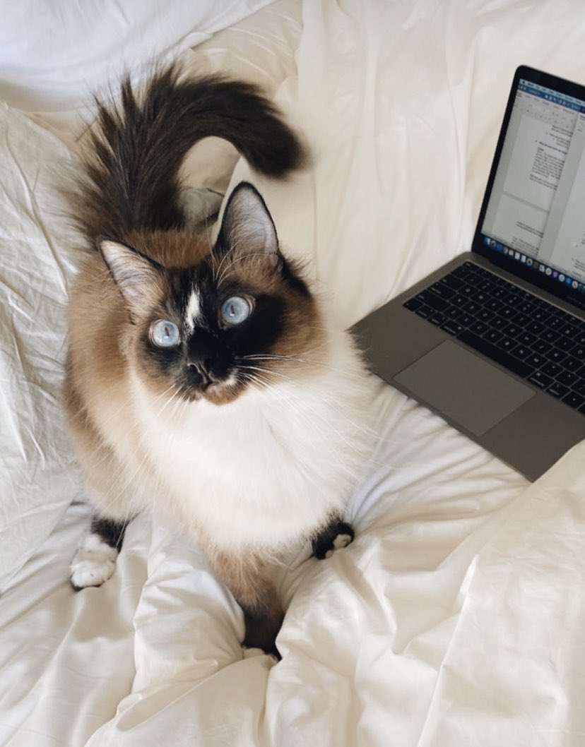 Hi everyone! Today is my birthday! I’m 2 years old! Thank you for being my twitter friends. 💙🎂🍤