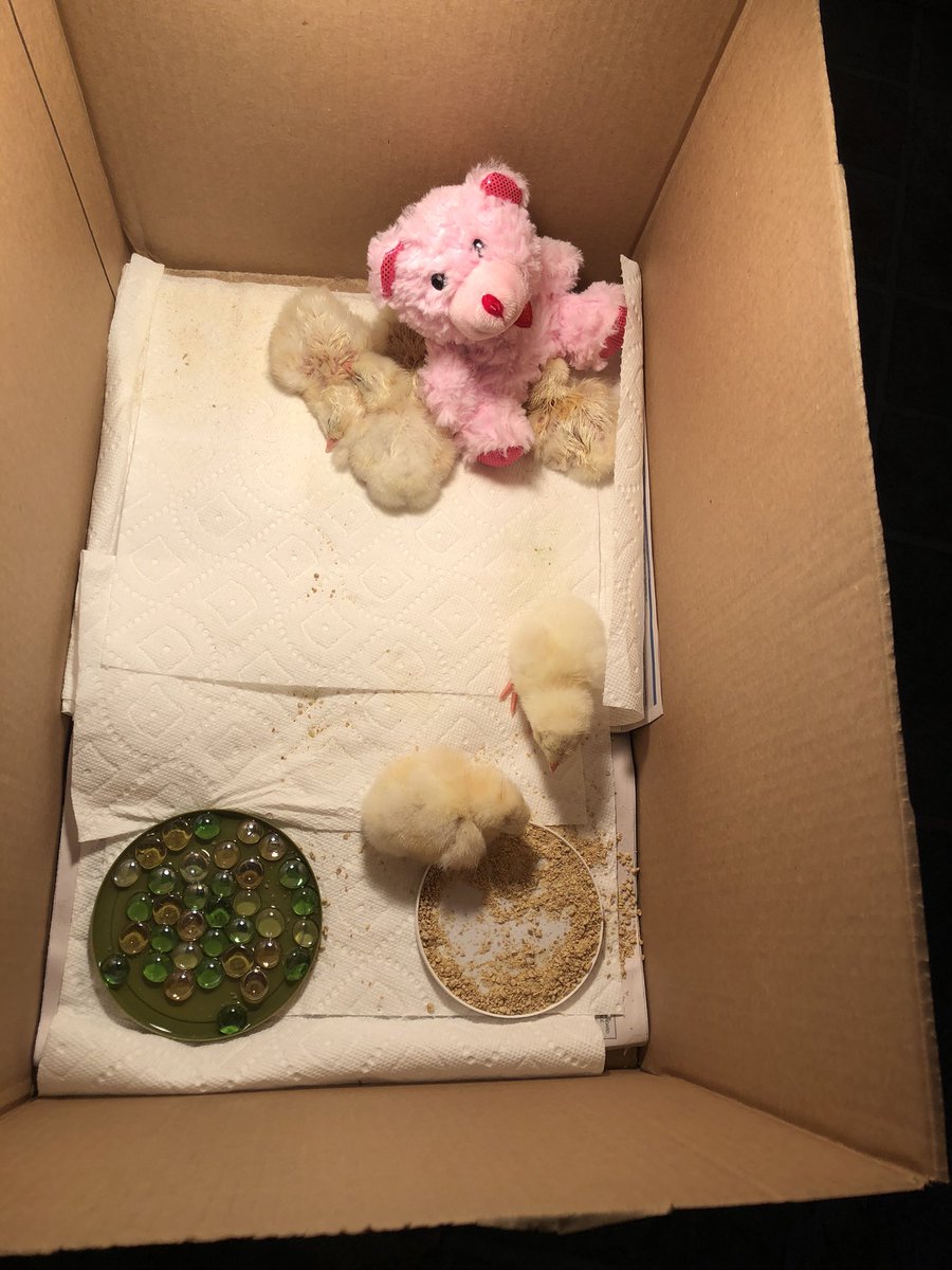 Mrs. Kording tweet media