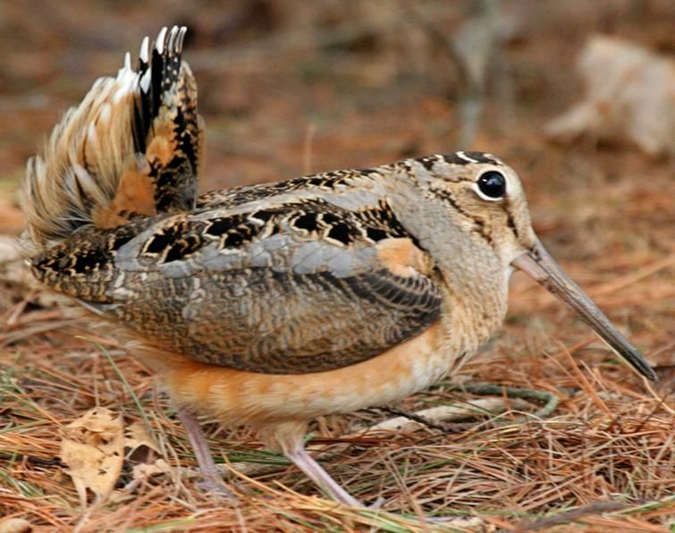 They're fantastic shorebirds, true chonks for winter, and they're called bogsuckers because their BEAKS ARE STRAWS WHICH THEY SHOVE IN THE MUD AND CAN BITE THINGS LIKE FOUR INCHES DEEP WITH JUST THE TIP.They PRANCE. #StayAtHomeSafari