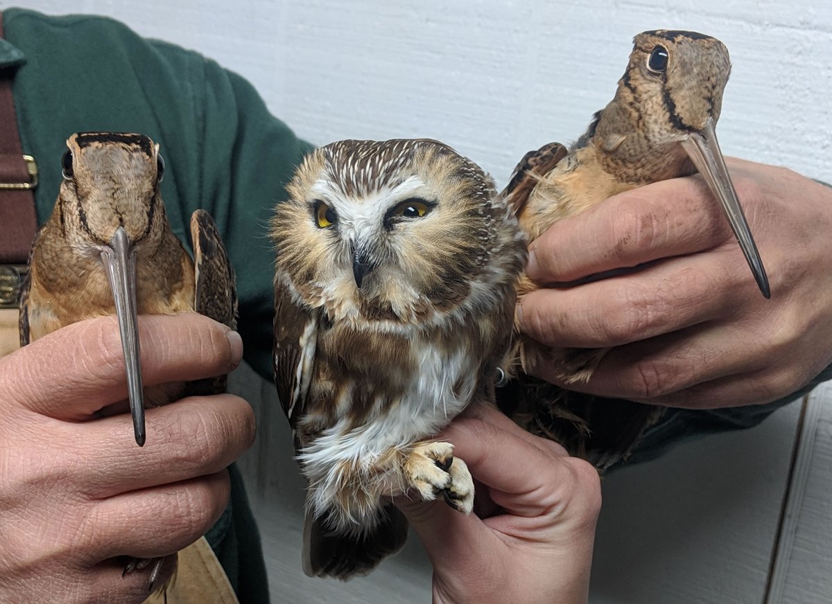 I will, however, grant a minor injunction to residents of the Upper Peninsula.You may, instead, have THIS SPECIFIC SAW-WHET OWL, who finds being caught by Fish & Wildlife and tagged with these woodcocks as MOST UNDIGNIFIED, and would RATHER BE EATING THEM. #StayAtHomeSafari