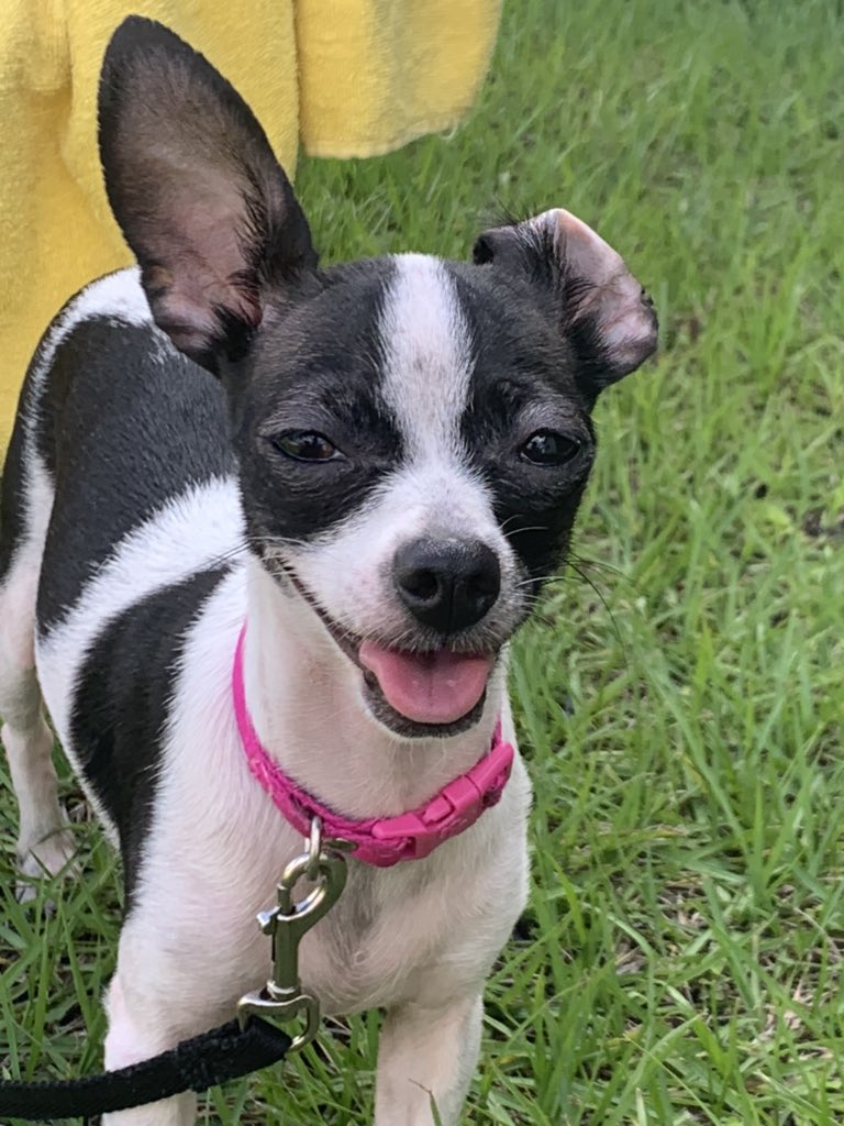 Skype and FaceTime and showing off my roommates little Chihuahua to help brighten up everyone’s day #UDLchat