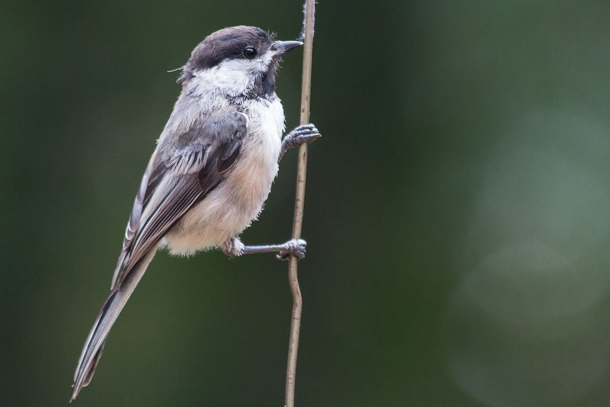 Massachusetts can't have the Black-Capped Chickadee, because Maine wanted it, and Maine gets whatever the fuck it wants, I don't make the rules.Oh wait yes I do look the fuck at that. #StayAtHomeSafari