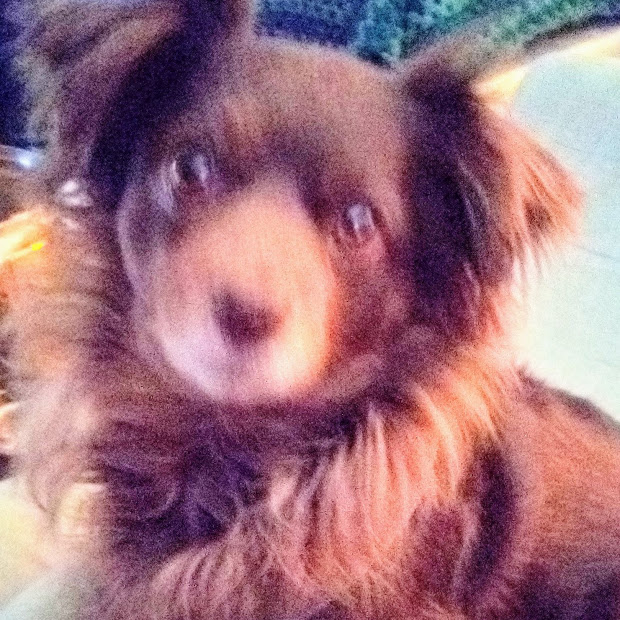 PoliceChaplainM's tweet photo. @LVMPD_Traffic #StayHomeForNevada #tam #wboston #nakedcitychaplain
But only a couple time a day to go for walks with #Molly https://t.co/csjOYuviQa