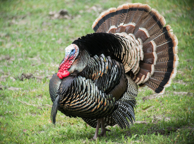 Luckily, y'all are prepared with your state game bird, which is now your official state bird, THE WILD TURKEY.Massachusetts is full of wild spaces, and the Turkey is the fundamentally American wild bird. Just ask Ben Franklin. #StayAtHomeSafari