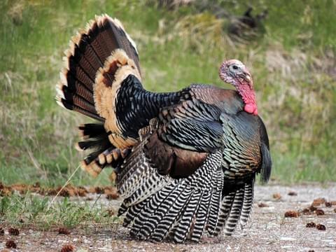 Luckily, y'all are prepared with your state game bird, which is now your official state bird, THE WILD TURKEY.Massachusetts is full of wild spaces, and the Turkey is the fundamentally American wild bird. Just ask Ben Franklin. #StayAtHomeSafari