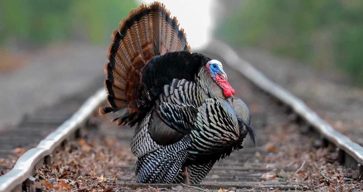 Luckily, y'all are prepared with your state game bird, which is now your official state bird, THE WILD TURKEY.Massachusetts is full of wild spaces, and the Turkey is the fundamentally American wild bird. Just ask Ben Franklin. #StayAtHomeSafari