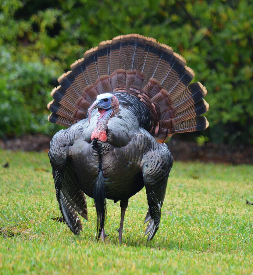 Boston, & the greater Boston area, & all of those cities like Worcester, Billerica and Tyngsborough, NONE OF WHICH ARE PRONOUNCED RIGHT, have this specific turkey.His name's Shaughnessy. He's blocking your car because "Y'think you look smaht in those glasses."  #StayAtHomeSafari