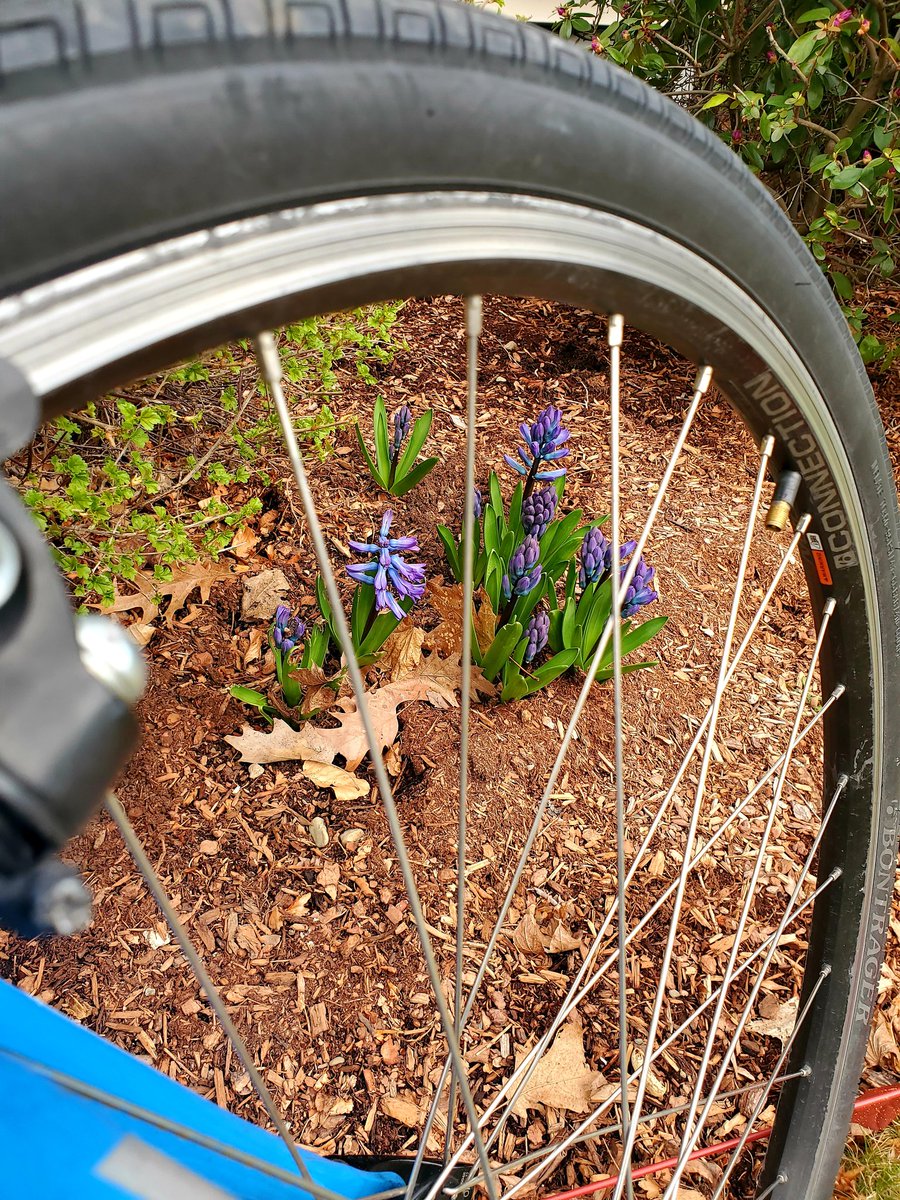 mattapanviv's tweet image. Today is Day 1 of my favorite bike event!  Excited to be celebrating my 4th year of @30daysofbiking! Ride every day in April, post a pic &amp;amp; you'll be ready for #bikeseason! #soloriding #morebuttsonbikes #sixfeetapart #ringyourbell #goaroundtheblock  #justgosomewhere  #30diasenbici