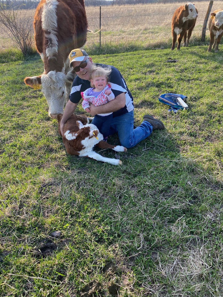 Ivy helping Grandpa weigh and tag a Cuda heifer calf.