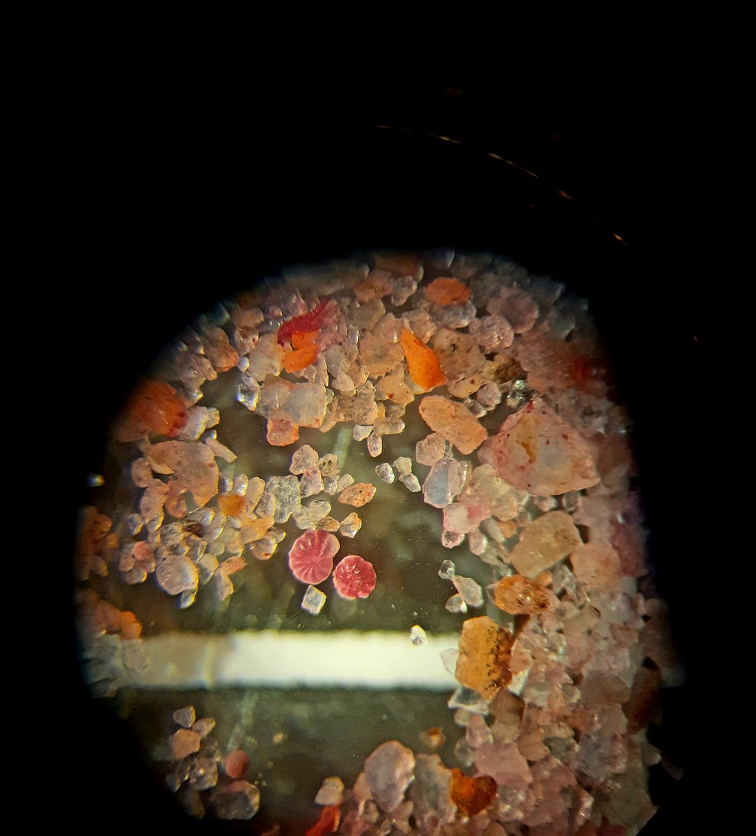 Quinqueloqulina's tweet photo. Trying to keep working at home. Saltmarsh samples from  the Barents Sea coast #forams #SocialDistancing https://t.co/M75UZQ0xod