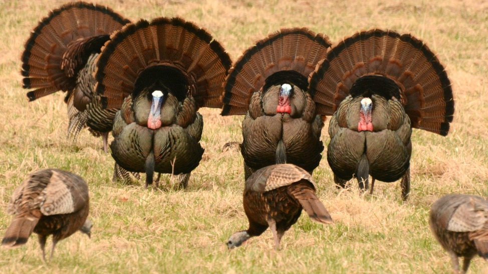 Shaughnessy is pretty sure he's the best turkey.The other turkeys mostly just watch him from a state distance, and go about their business. #StayAtHomeSafari