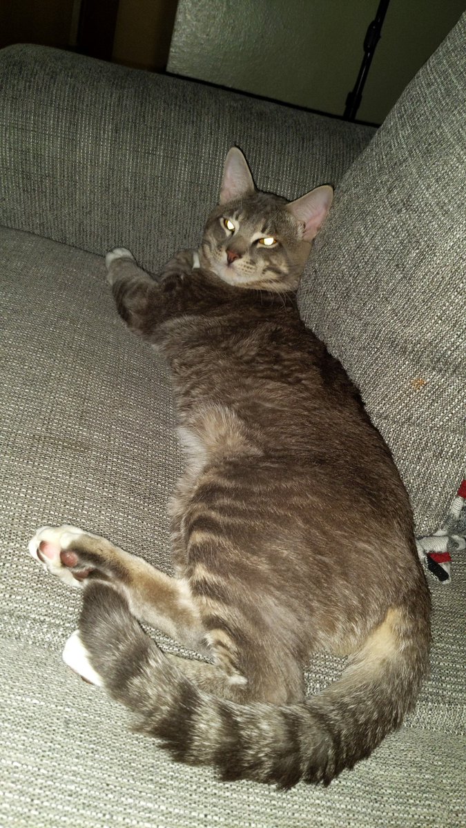 _chubia's tweet photo. @boxycharm This is my cat Cosmo and he is 1 today 😭❤️ #Boxypets #BoxyChat https://t.co/Vif0Wdyb6p