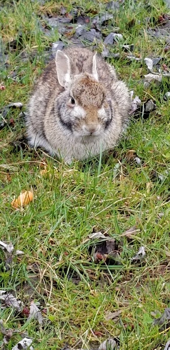 SBelleperche's tweet photo. Remi is having fun learning about rabbits this week. We even spotted  one in our backyard! @BudaiBunch @HayesHuskies #huskieslearningathome #huskiesathome https://t.co/ufQps3epzJ