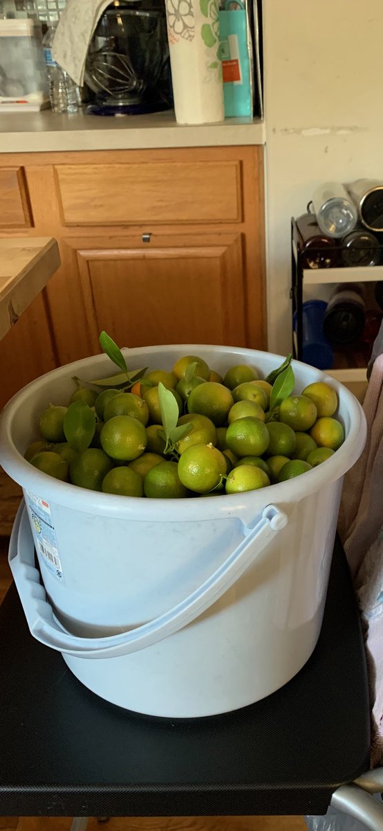 #WellnessWednesday@DunnES_AISD
Harvesting calamansi (Philippine lemon) from our backyard is therapeutic! Good source of Vit. C!