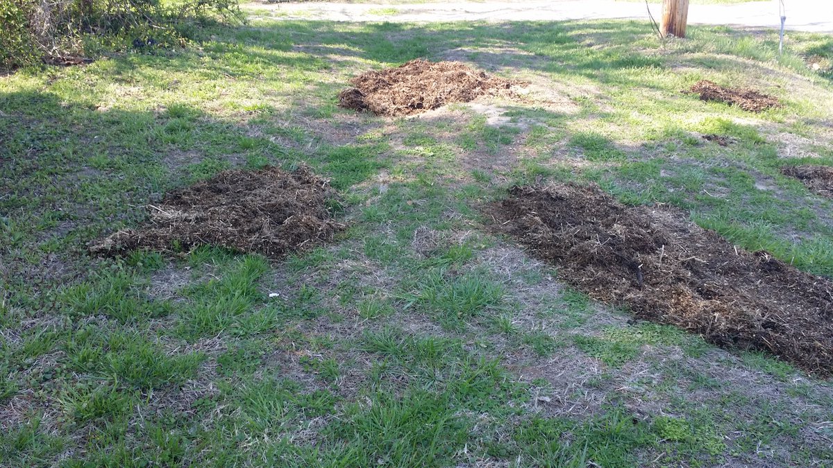 Now what do you do with better than a cubic yard of chipped up brush? Well since most of it is from last season fill some holes where someone diced to park a car in the past.
