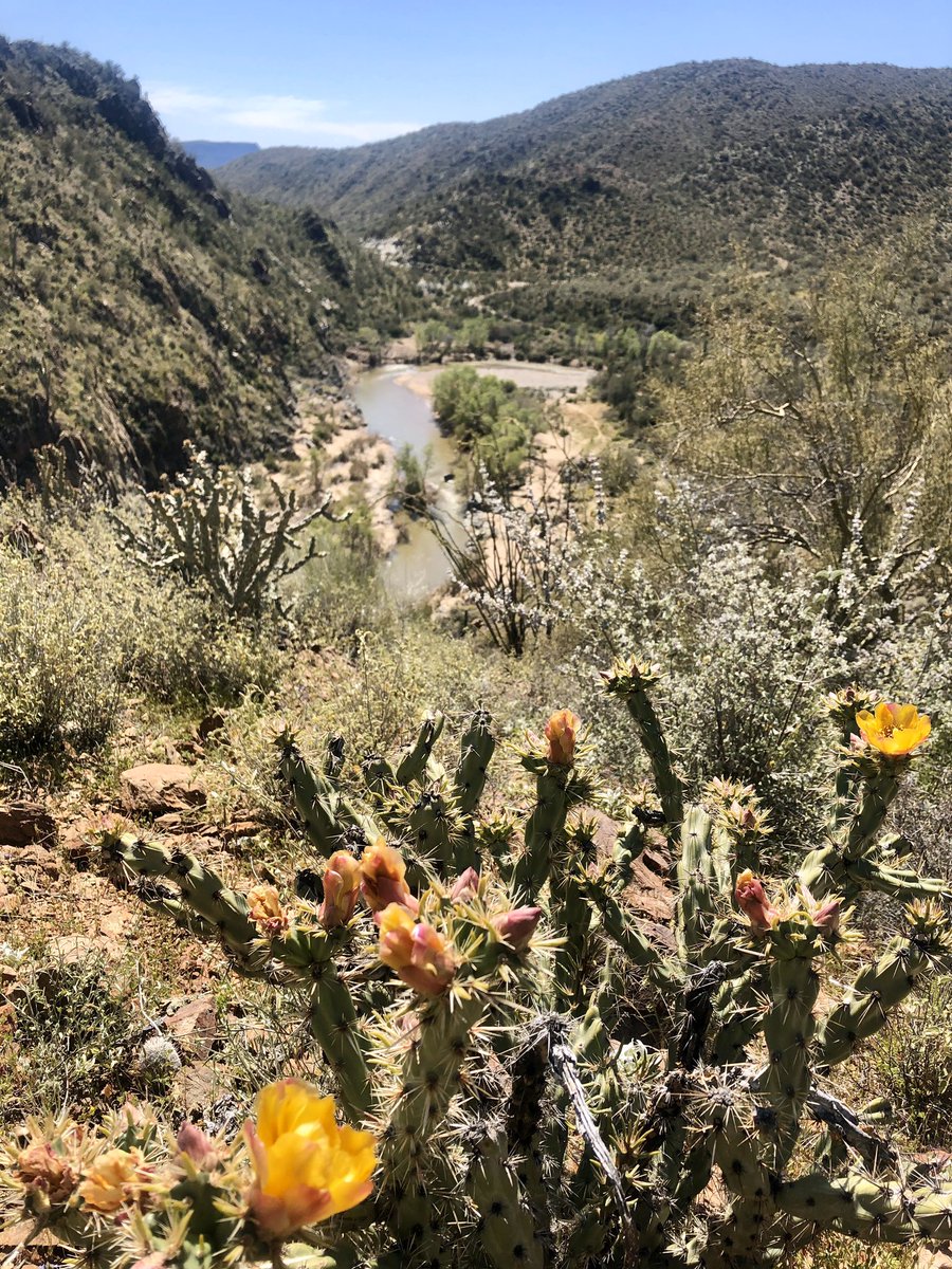 Rushing water in the desert - what a wonderful thing!🌵 #AguaFriaRiver #BlackCanyonTrail #wildflowers #saguarocactus #ArizonaRivers