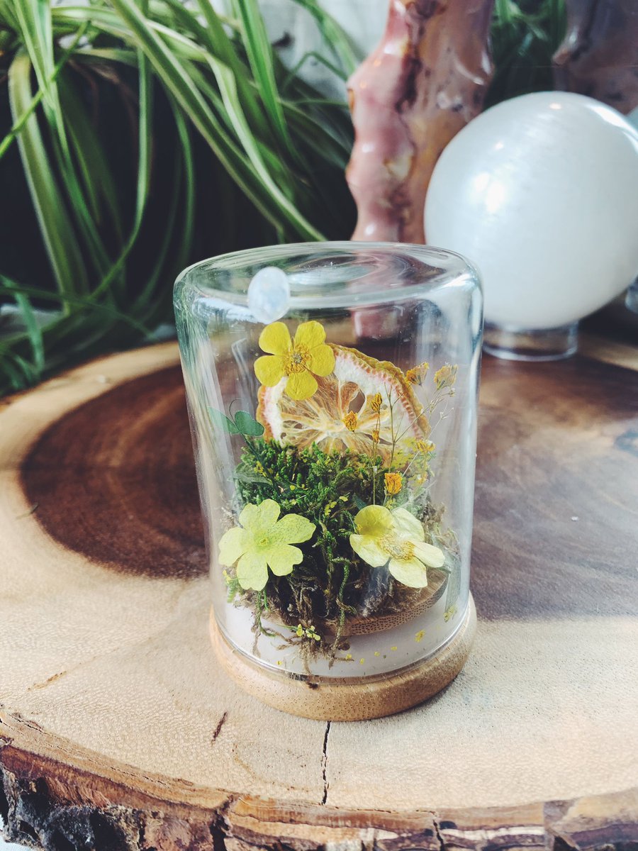 caitlinpobieglo's tweet photo. i used some dispensary jars to make mini terrariums https://t.co/KfKzfrGTbc