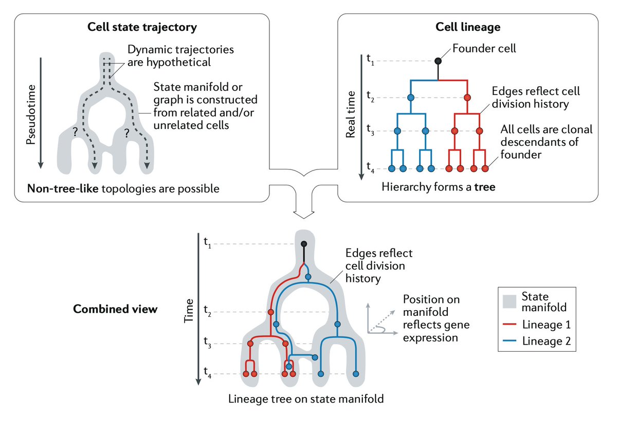 With widespread adoption of single-cell-omics technologies, developmental biologists are increasingly relying on the use of “gene expression trajectories” to study cell differentiation. What is the difference between a trajectory and a lineage? (1/4)