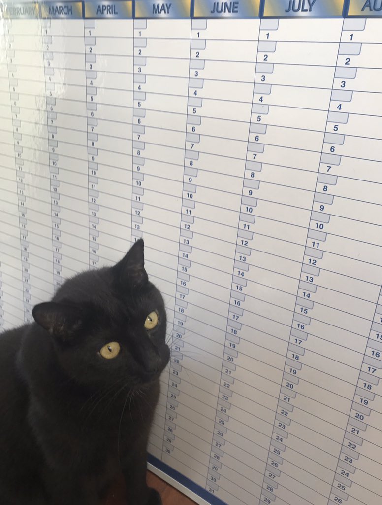 spohlman_nova's tweet photo. When the penny finally drops for #mycoworker what “a few changes to the schedule” meant #PetsOfUON #catsonlockdown #AusUniPetWars #PetsOfThePandemic https://t.co/e3s9PWZDYu