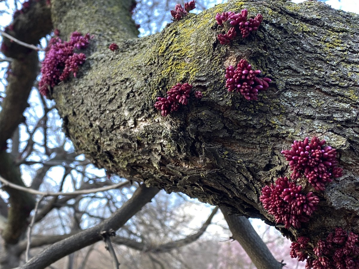 I can see this being #dnd inspiration: a red bud tree in Prospect Park.