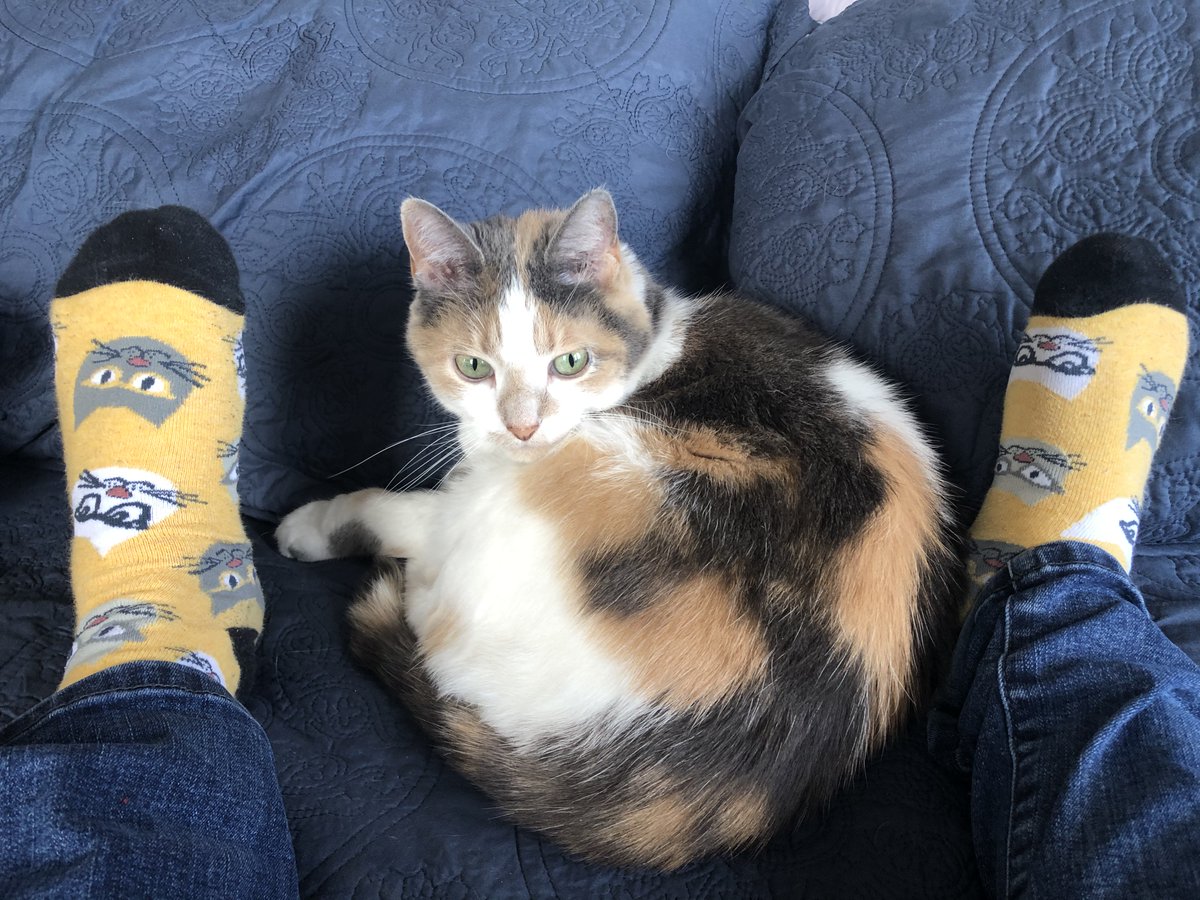 lynetteroby's tweet photo. #PSeSpiritWeek Wacky Wednesday! Wacky socks and a wacky cat! What smells? https://t.co/xn1wfwwQxk