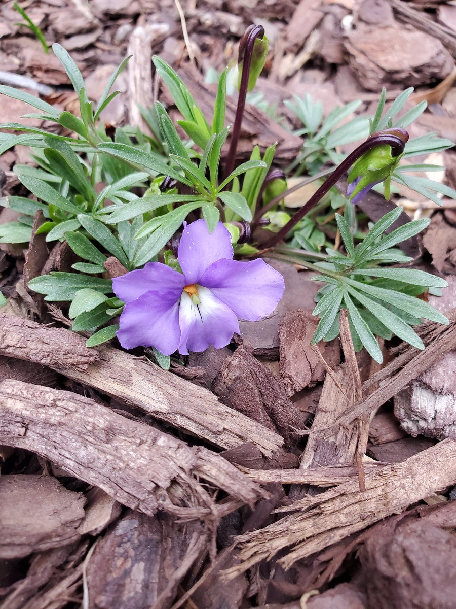 Wesley_R_Brooks's tweet photo. Bird's-foot Violet (Viola pedata) #VAwildflowers #SpringQuarantine https://t.co/O9XBGNqrks