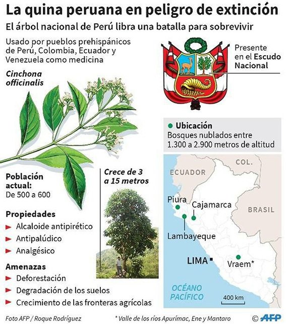 Paradoja principal túnel Juan Pari on Twitter: "El árbol de la quina está en nuestro ESCUDO  NACIONAL, el principio activo de este arbol peruano salvó vidas en los  tiempos de la Malaria y ahora salva