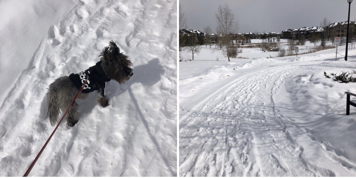 crose_Canada's tweet photo. Chester and I were the only ones on the trails today! ๐ค๐๐ป -18ยฐC (with windchill)
#chillywalk #goodtogetoutside #yegspring #cairnterrier #chestertweet #toto #sweaterbackon #solidarity #covid19 https://t.co/fjwkus2EdE