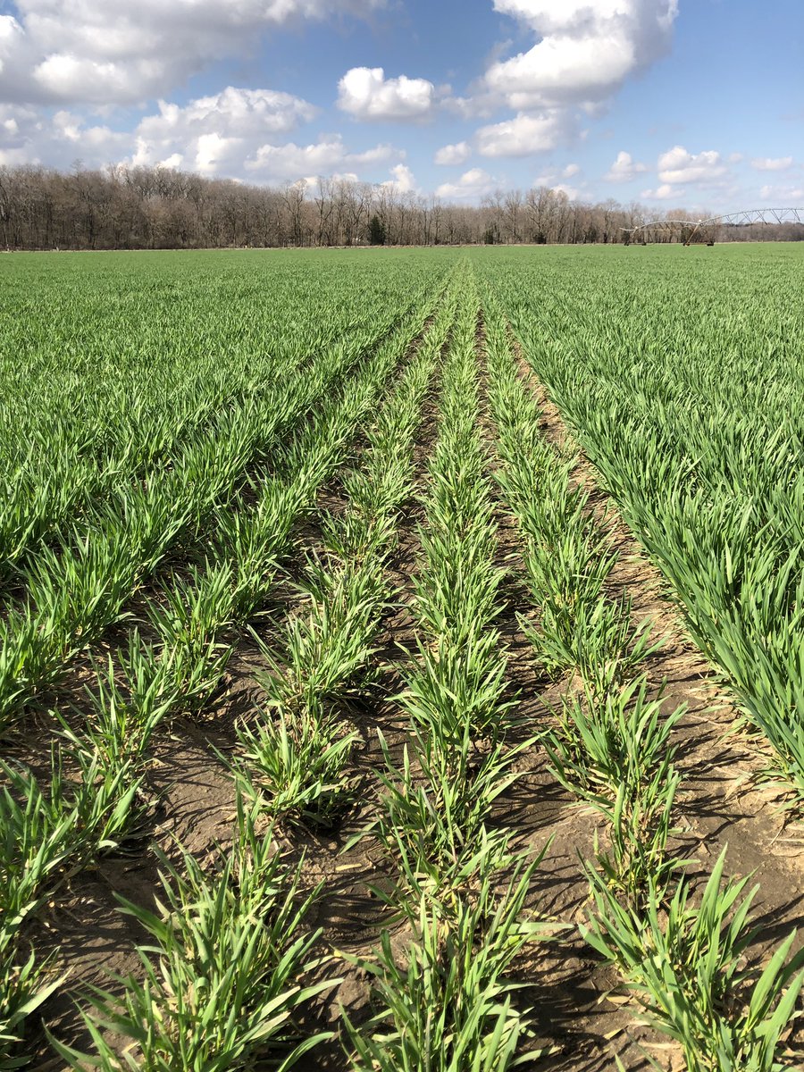 Rich_TheAgGuy's tweet photo. Nothing like social distancing with a few million of your closest friends. #Wheat #PrecisionAg #DroneScouting #Taranis https://t.co/jliaqwo6MO